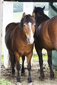 Animal Husbandry Pictures Drucke: Horse
