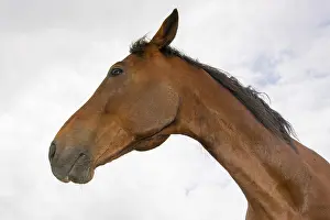 Young Animal Pictures Drucke: Horse