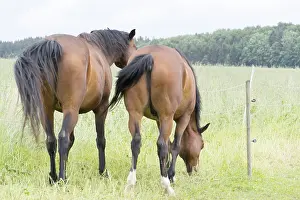Deserted Paddock Drucke: Horse