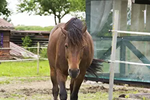 Thoroughbred Breed Drucke: Horse