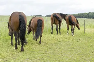 Deserted Paddock Drucke: Horse