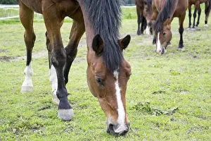 Deserted Paddock Drucke: Horse