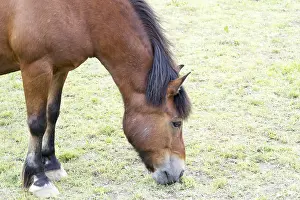Thoroughbred Breed Drucke: Horse