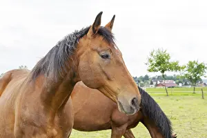 Domestic Horse Drucke: Horse