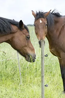 Domestic Horse Drucke: Horse