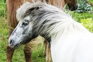 Domestic Horse Drucke: Horse