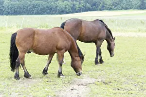 Deserted Horse Paddock Drucke: Horse