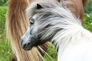 Horse Head Shot Drucke: Horse
