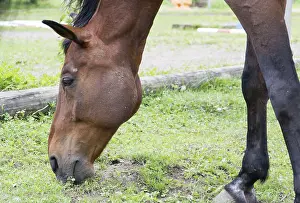 Horse Breed Drucke: Horse