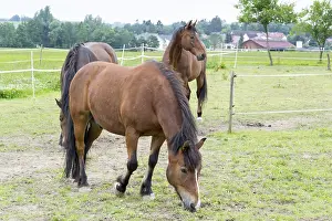 Deserted Paddock Drucke: Horse