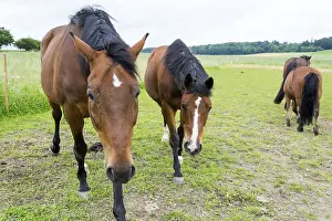 Thoroughbred Breed Drucke: Horse