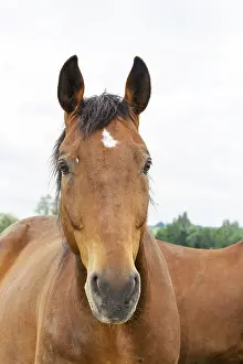 Horse Riding Pictures Drucke: Horse