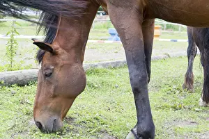 Young Animal Pictures Drucke: Horse