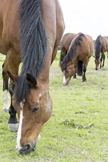 Animal Husbandry Photos Drucke: Horse