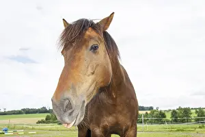 Thoroughbred Breed Drucke: Horse