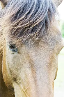 Domestic Horse Drucke: Horse
