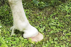 Domestic Horses Drucke: Horse