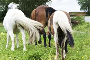 Horse Breed Drucke: Horse