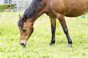 Farm Animal Depiction Drucke: Horse