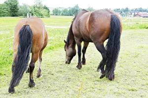 Deserted Paddock Drucke: Horse