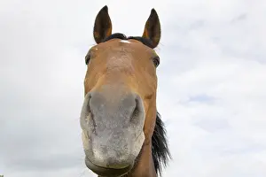 Thoroughbred Breed Drucke: Horse