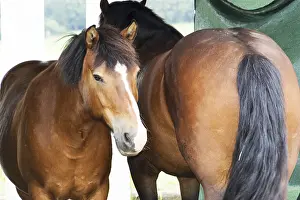Horse Head Shot Drucke: Horse