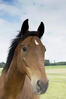 Pasture Landscapes Drucke: Horse