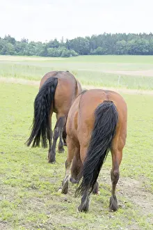 Domestic Horses Drucke: Horse