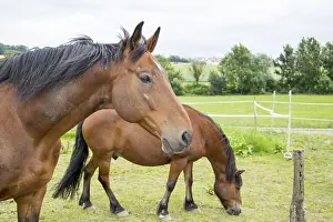 Domestic Horse Drucke: Horse