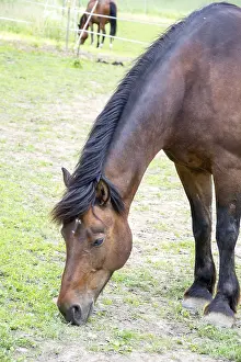 Horse Head Shot Drucke: Horse
