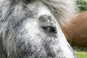 Young Animal Pictures Drucke: Horse