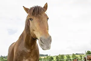 Deserted Paddock Drucke: Horse