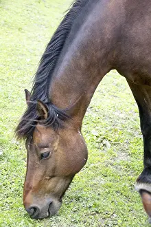 Thoroughbred Breed Drucke: Horse
