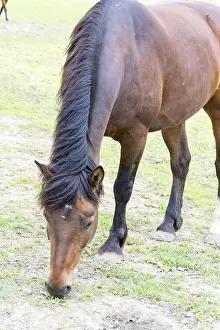 Animal Husbandry Photos Drucke: Horse