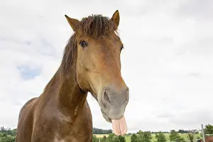 Thoroughbred Breed Drucke: Horse