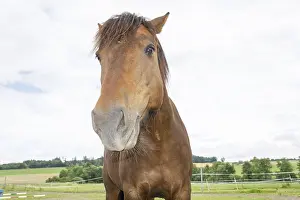 Horse Breed Drucke: Horse