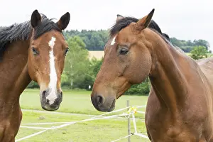 Thoroughbred Breed Drucke: Horse