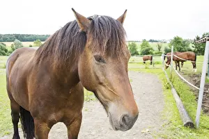 Horse Head Shot Drucke: Horse