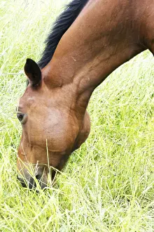 Deserted Horse Paddock Drucke: Horse