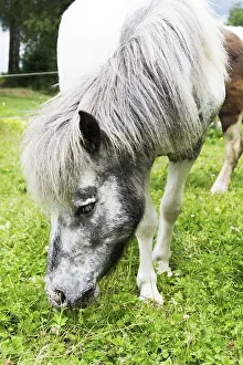 Horse Head Shot Drucke: Horse