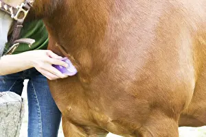 Draft Horse Breeds Drucke: Horse