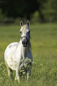 Deserted Forest Glade Drucke: Horse in a clearing