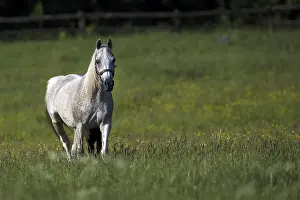 Arabisches Pferd Drucke: Pferd in einem Lichtungen