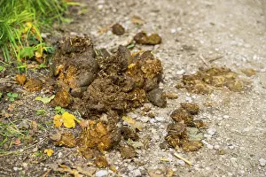 No People In Bavaria Drucke: Horse droppings on the side of a path