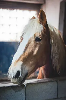 Haflinger Pferd Drucke: Ein Pferd mit einem neugierigen Ausdruck auf dem Gesicht.