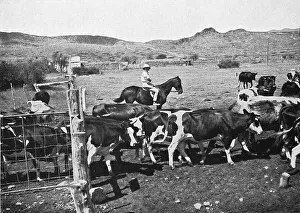 African Rural Scene Drucke: On horseback on the cattle paddock