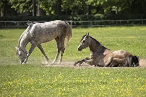 Arabisches Pferd Drucke: Pferde in einem Lichtungen