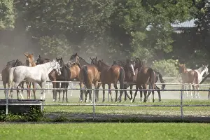 Deserted Forest Glade Drucke: Horses in a clearing