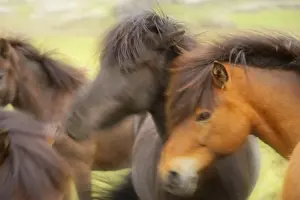 Horses In Field Drucke: Horses in a field