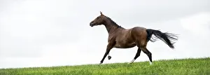 Fast Moving Animals Drucke: Horses galloping in a field